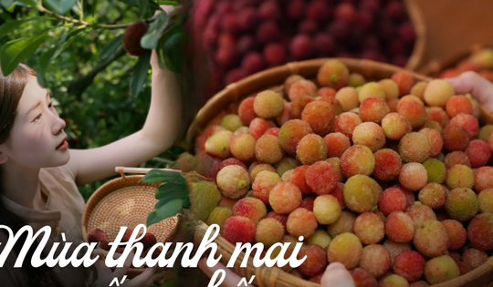 Mùa thanh mai chín rộ: Thứ quả chua ngọt đẹp như mơ, ăn ngon lại tốt cho sức khỏe