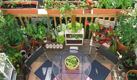 Cách biến ban công thành khu vườn xanh mướt