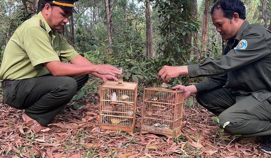 Huế 'mạnh tay' với hành vi mua bán các loài chim hoang dã
