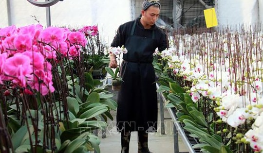 Kim ngạch xuất khẩu hoa vượt mốc 100 triệu USD