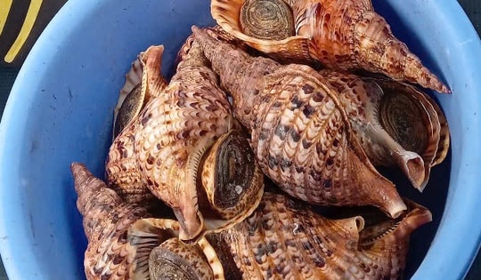 21 con ốc tù và quý hiếm trong một nhà hàng được thả ra biển
