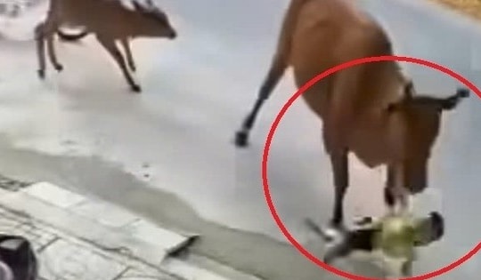 Bò thả rông tràn ra đường, húc văng cháu bé ở Đà Nẵng