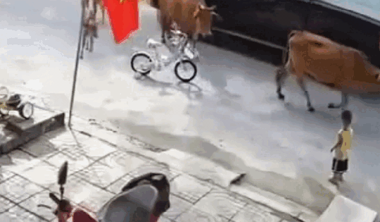 Hoảng hồn cảnh cháu bé bị bò thả rông húc văng ở Đà Nẵng