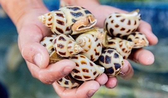 Trung Quốc chi gấp 20 lần mua loại hải sản bán đầy chợ Việt