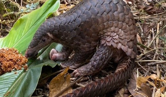 Hàng chục loài động vật quý hiếm được thả về rừng