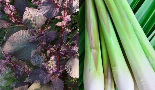 Uống nước lá tía tô với sả có tác dụng gì?