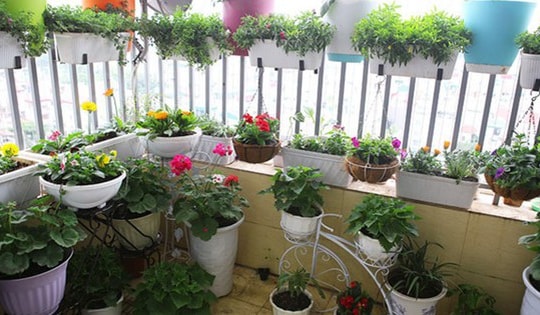 Lưu ý chọn cây ban công để tránh ảnh hưởng đến vận may và sức khỏe của các thành viên trong gia đình