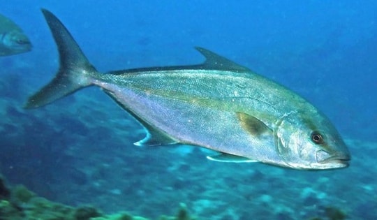 Giống cá quý hiếm được Việt Nam sinh sản nhân tạo thành công có gì đặc biệt?