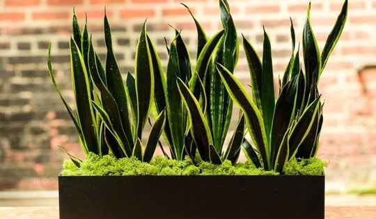 Cây lưỡi hổ có độc không, lưu ý gì khi trồng loại cây này?