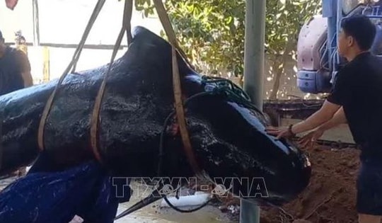 Cá ông liên tục dạt vào bờ chết, được người dân làng biển an táng