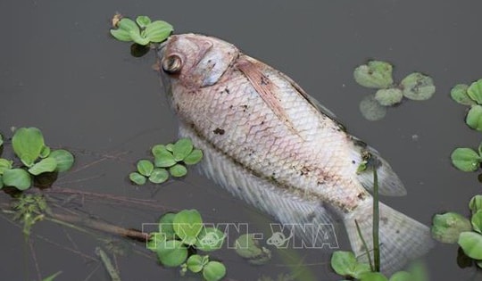 Làm rõ nguyên nhân cá chết bất thường trên sông Bàu Giang