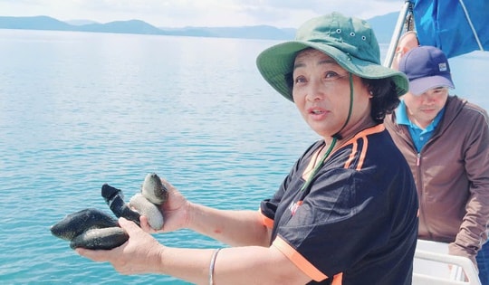 Người phụ nữ mua 1.000 con hải sâm thả vào biển