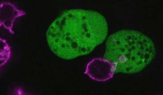 Phát hiện ký sinh trùng 'đội lốt' tế bào người để trốn hệ miễn dịch
