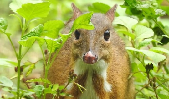 Thanh Hóa phát hiện loài Cheo Cheo quý hiếm sống đơn độc giữa rừng già