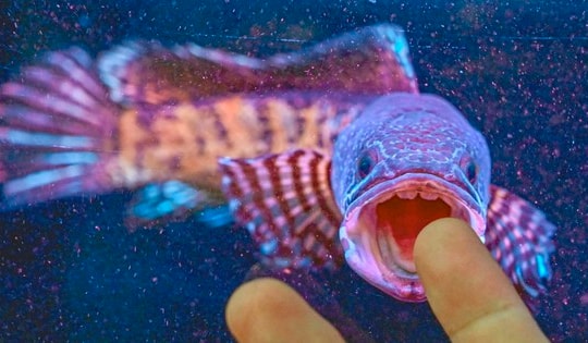 Giới khoa học chấn động khi tìm thấy loài cá 'hiếm nhất thế giới' sau 85 năm được cho là đã tuyệt chủng