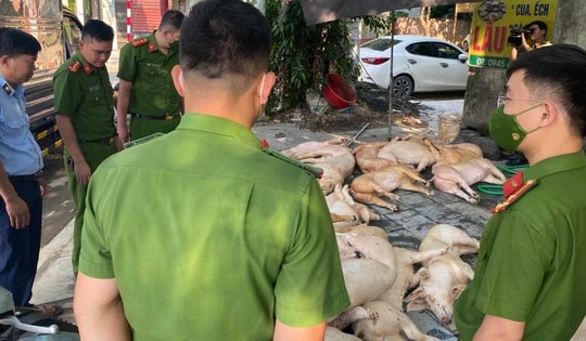 Kiểm tra đột xuất nhà hàng, phát hiện 800kg thịt lợn bốc mùi hôi thối