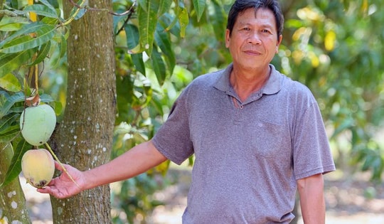 Giá xoài ‘khổng lồ’ giảm còn 3.000 đồng/kg, nông dân ở Khánh Hoà thua lỗ