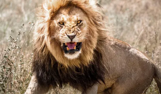 Sư tử cái xổng vào khu dân cư và vồ chết bé gái 14 tuổi