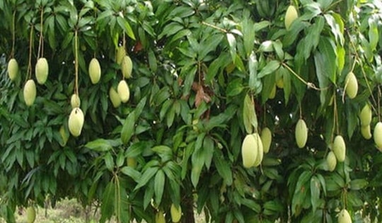 Top cây ăn quả cho bóng mát được yêu thích nhất