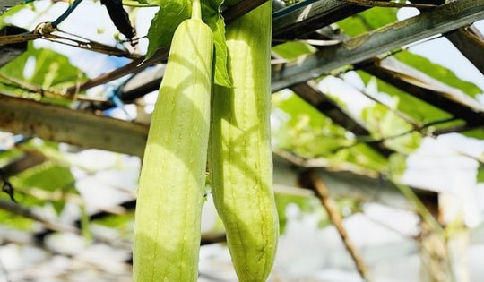 3 không khi ăn mướp