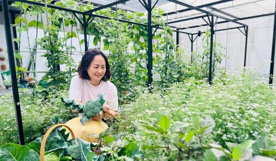 Người phụ nữ ở Sơn La biến khu đất 200m2 ngập rác thành vườn sum sê rau trái