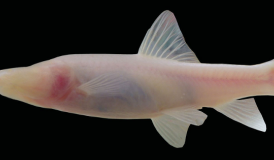 Loài cá mù phát hiện trong sông ngầm ở Phong Nha - Kẻ Bàng có gì đặc biệt?