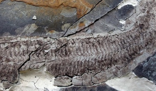Hiện ra như xác ướp sau 444 triệu năm, sinh vật lạ gây sửng sốt