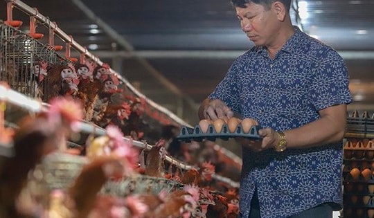 Giá trứng gà giảm còn hơn 1.000 đồng/quả vì tin đồn thất thiệt