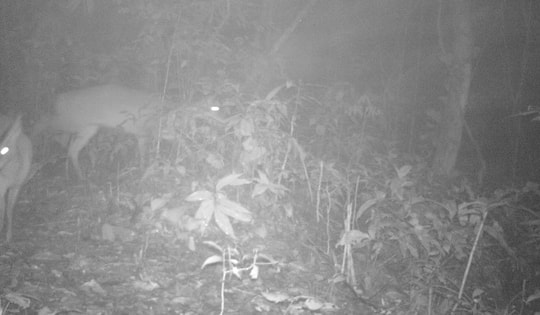 Phát hiện 34 loài động vật hoang dã, quý hiếm trên bờ vực tuyệt chủng toàn cầu