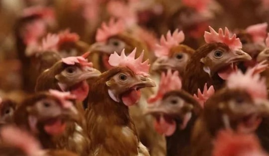 Nhiều nước dừng nhập khẩu gia cầm Brazil do bùng phát dịch cúm