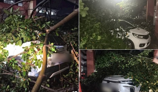 Mưa dông quật đổ cổng chào vào Khu di tích Lam Kinh