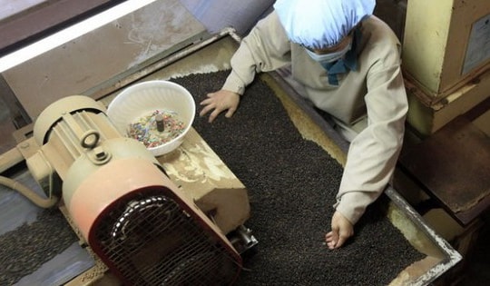 Một loại 'vàng đen' của nông sản Việt đang được nước giàu nhất châu Âu săn lùng, chi tới gần 50 triệu USD để nhập khẩu trong 4 tháng qua