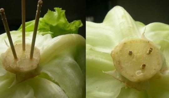 Cách bảo quản rau tươi lâu không cần tủ lạnh