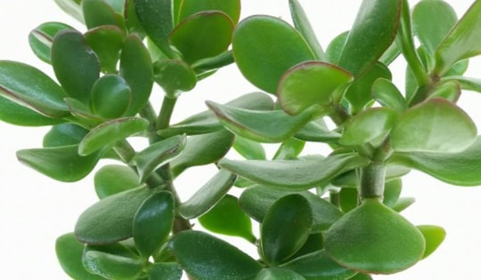 Top cây đặt phòng ngủ giúp giấc ngủ ngon, có lợi cho sức khỏe