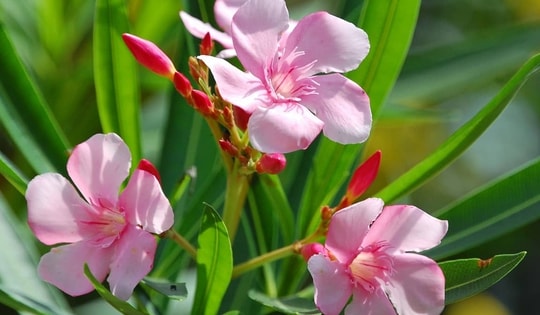 Những loại cây cảnh tuyệt đối không nên đặt trong phòng làm việc