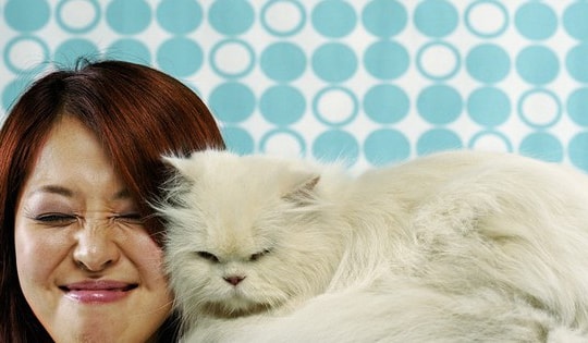 Nga phát triển vaccine đột phá chống dị ứng mèo