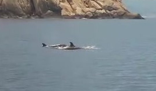 Đàn cá heo ‘tung tăng’ trên biển Nha Trang báo hiệu điều gì?