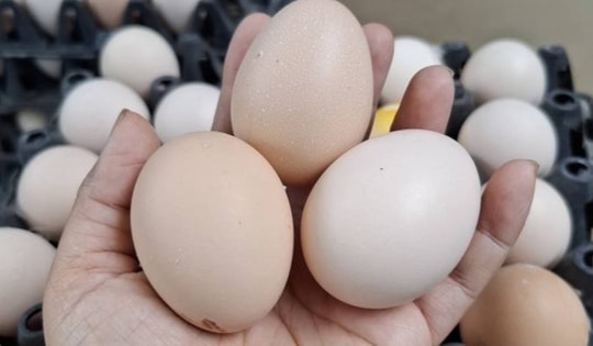 Vì sao không thể làm giả được trứng gà?