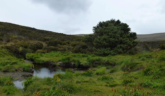 Cái cây cô đơn nhất hành tinh nắm giữ bí mật có thể thay đổi thế giới