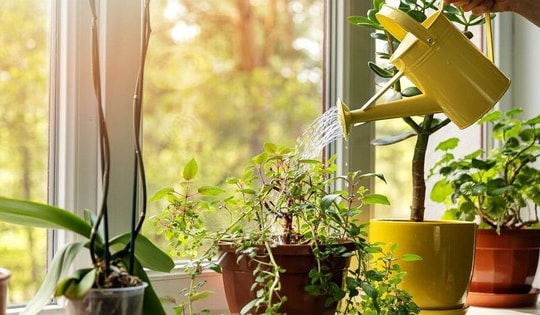 Lợi ích bất ngờ từ việc trồng cây xanh trong nhà cải thiện sức khỏe