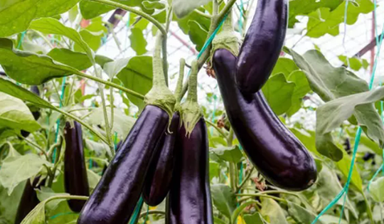 Cà tím có tác dụng gì?