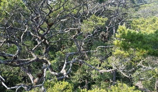 108 cây thông lá dẹt cực kỳ quý hiếm được công nhận cây di sản