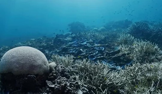 Hơn 80% rạn san hô toàn cầu bị tẩy trắng sau thảm họa nghiêm trọng chưa từng có