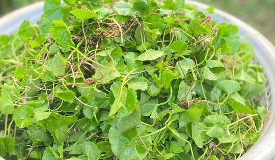 Loại rau được ví như ‘nhân sâm’ trước mọc dại nay thành đặc sản không đủ bán