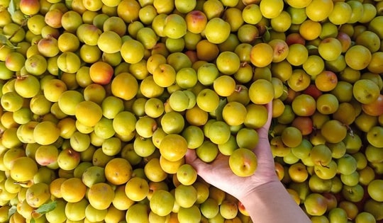 Mơ vàng vào mùa 'loạn' giá, người tiêu dùng vẫn tranh thủ mua làm thức uống giải khát ngày hè