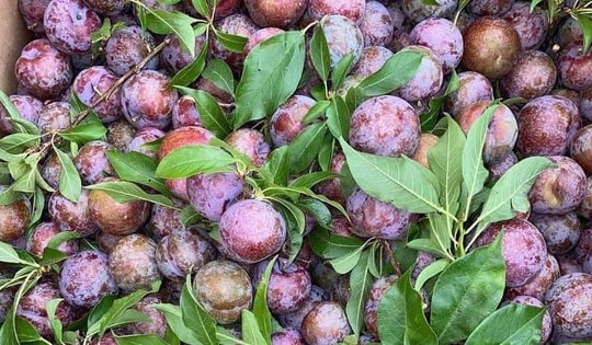 Loạt món ngon với quả mận đang vào chính vụ, ai thử cũng sẽ mê