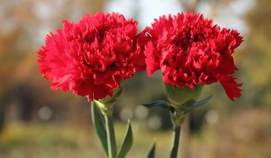 Người mệnh Kim nhất định không để loại cây hoa này trong nhà nếu không muốn ảnh hưởng đến vận khí của gia đình