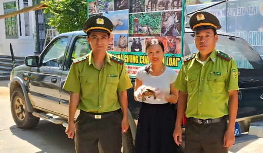 Phát hiện rùa núi vàng quý hiếm trên đường về nhà, người phụ nữ giao nộp kiểm lâm