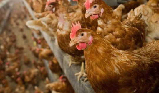 21 quốc gia ngừng nhập khẩu thịt gà Brazil vì cúm gia cầm
