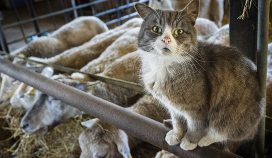 Nhà virus học Nga cảnh báo nguy cơ về đại dịch 'cúm mèo' đột biến từ H5N1